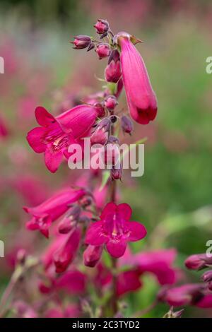 Glockenblumenbartzunge (Penstemon campanulatus) Stockfoto