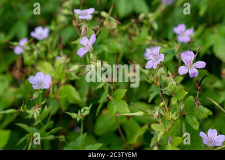 Knotierter Kranichschnabel (Geranium nodosum) Stockfoto