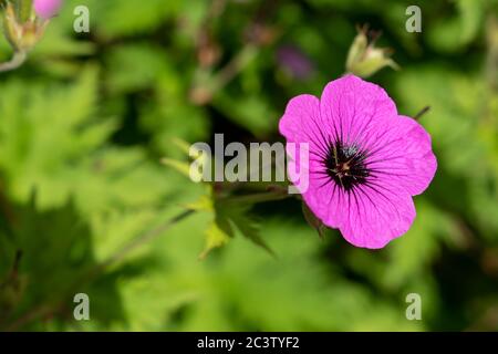 Geranium-Kranichschnabel (Geranium sp) Stockfoto