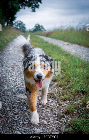 Hund australian Shepherd blau Merle Spaziergang auf deutschen inneren Grenze Porträt aufgenommen Stockfoto