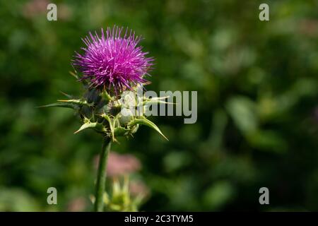 Mariendistel (Silybum Marianum) Stockfoto