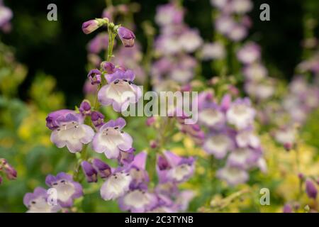 Bellflower bärtzunge (Penstemon campanulatus) Stockfoto