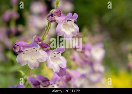 Bellflower bärtzunge (Penstemon campanulatus) Stockfoto