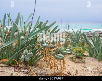 Bauchige Staudenpflanze immergrüne Pflanze Meerdaffodil (Pancratium maritimum) mit langem Hals und glasigen linearen Blättern wachsen am Nissi Strand in der Nähe des Mittelmeers Stockfoto