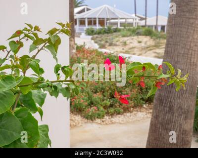 Farbenfrohe rote und rosa Bougainvillea blüht auf einem langen Brunch mit grünem Busch, der am Weg entlang des Mittelmeers am Nissi Strand in Aiya Napa wächst. Stockfoto