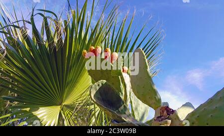 Essbare reife Kaktusbirnenfrüchte (opuntia, barbary Feigenoderficus-barbarica) auf Kaktuspflanze mit blauem Himmel und Palmenblättern an der Mittelmeerküste. Stockfoto