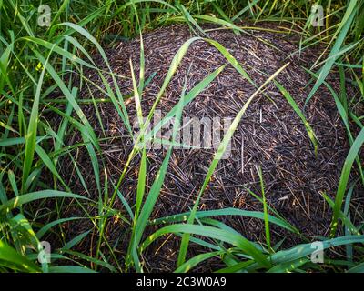 Großer runder Ameisenhaufen, der inmitten von hohem grünen Gras auf einem Sommerfeld in der Landschaft getarnt ist. Wunderschöne Tierwelt. Stockfoto