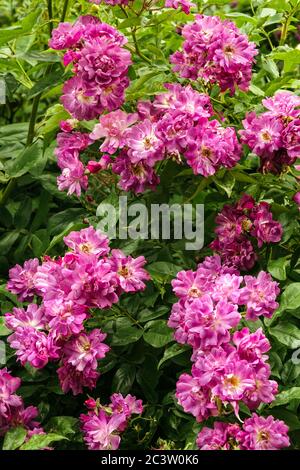 Rosa Veilchenblau Rambler Rose Stockfoto