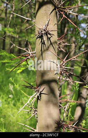 Gefahr Dornen auf Honigheuschreckenbaum im Park Stockfoto