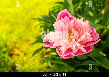 Die Rosenpony auf Sonnenblumenbeet im Frühling. Der natürliche Hintergrund in natürlichem Zustand. Blume aus nächster Nähe Stockfoto