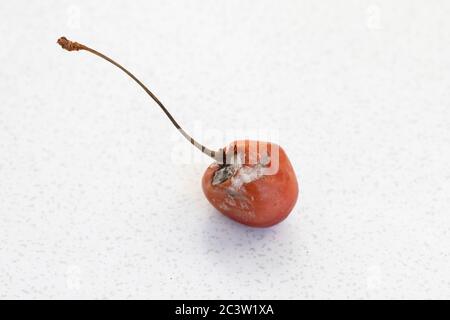 Verwöhnte süße Kirsche auf weißem Tischhintergrund. Verfaulte, schimmelige Früchte. Stockfoto