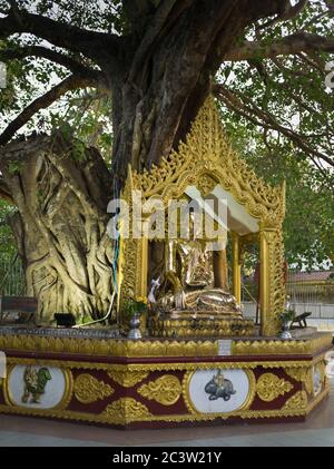 dh Shwedagon Pagodentempel YANGON MYANMAR Birmanischer Zedi Daw Golden buddha unter Bodhi Baum buddhismus Blattgold großer dagon Stockfoto