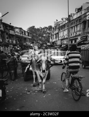 Delhi, India - Street Photography in Paharganj, geschäftige Backpacker Enklave voller Budget-Gästehäuser. Eine große Kuh, ein Mann, der Fahrrad fährt und ein Auto. Stockfoto