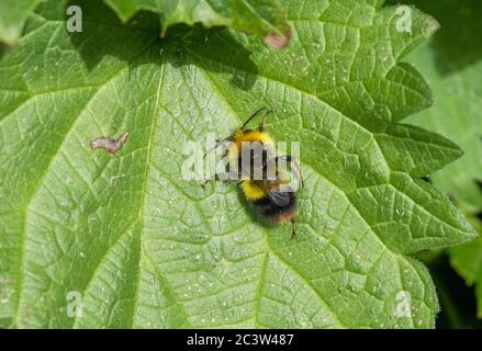 Frühe Bumblebee ruht auf Blatt Stockfoto