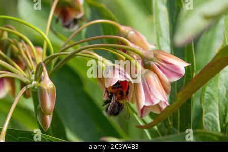 Baum Bumblebee Fütterung auf sizilianischen Honig Knoblauchblume Stockfoto