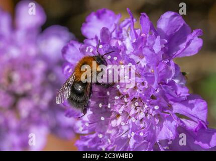 Baum Bumblebee auf Scabious Blume Stockfoto