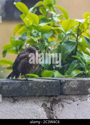 Blackbird Jungling sitzt auf der Gartenwand Stockfoto