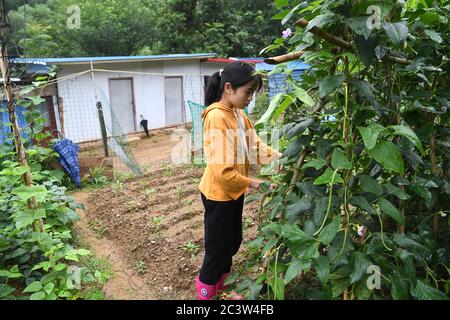 (200622) -- HEFEI, 22. Juni 2020 (Xinhua) -- Cai Qiyan pflückt Gemüse im Gemüsegarten der Familie im Dorf Gaowan im Bezirk Jinzhai, ostchinesische Provinz Anhui, 20. Juni 2020. Cai Qiyan genießt den Blick auf die fließenden Wolken von einer der Teeplantagen auf den Bergen. Aber der Spaß war auch ein Luxus für den 15-Jährigen, der mit angeborener Skoliose diagnostiziert wurde. Von Anfang an hatte Qiyan es extrem schwierig gefunden, ihre Wirbelsäule aufrecht zu halten. In der Tiefe der Dabie Berge, Qiyan hatte zwei Stunden auf dem Weg zur Schule und nach Hause zu verbringen, da es "dauerte viel länger wal Stockfoto