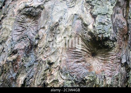 Nahaufnahme der Baumrinde Stockfoto