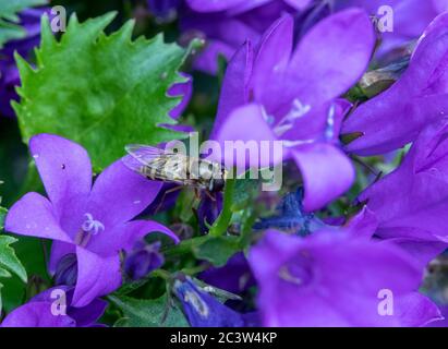 Schwebfliegen auf Campanula Stockfoto