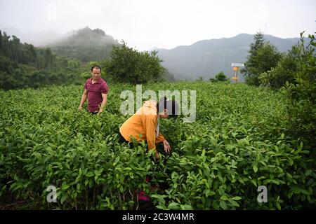 (200622) -- HEFEI, 22. Juni 2020 (Xinhua) -- Cai Qiyan hilft ihrem Vater, Unkraut aus der Teeplantage der Familie in Gaowan im Bezirk Jinzhai, ostchinesische Provinz Anhui, zu entfernen, 20. Juni 2020. Cai Qiyan genießt den Blick auf die fließenden Wolken von einer der Teeplantagen auf den Bergen. Aber der Spaß war auch ein Luxus für den 15-Jährigen, der mit angeborener Skoliose diagnostiziert wurde. Von Anfang an hatte Qiyan es extrem schwierig gefunden, ihre Wirbelsäule aufrecht zu halten. In der Tiefe der Dabie Berge, Qiyan hatte zwei Stunden auf dem Weg zur Schule und nach Hause zu verbringen, da es "dauerte viel lo Stockfoto