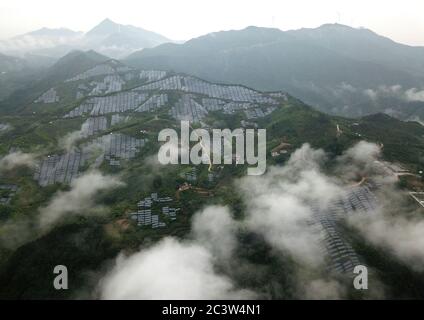 (200622) -- HEFEI, 22. Juni 2020 (Xinhua) -- Luftfoto vom 20. Juni 2020 zeigt Teeplantagen und Photovoltaik-Kraftprojekte, die zur Armutsbekämpfung im Dorf Gaowan im Bezirk Jinzhai, ostchinesische Provinz Anhui, errichtet wurden. Cai Qiyan genießt den Blick auf die fließenden Wolken von einer der Teeplantagen auf den Bergen. Aber der Spaß war auch ein Luxus für den 15-Jährigen, der mit angeborener Skoliose diagnostiziert wurde. Von Anfang an hatte Qiyan es extrem schwierig gefunden, ihre Wirbelsäule aufrecht zu halten. In der Tiefe des Dabie-Gebirges musste Qiyan zwei Stunden auf dem Weg dorthin verbringen Stockfoto