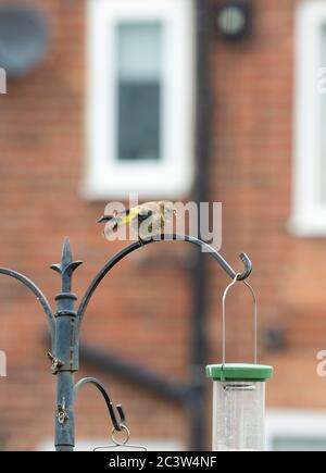 Jungtiere Goldfinken auf Vogelftterstation Stockfoto