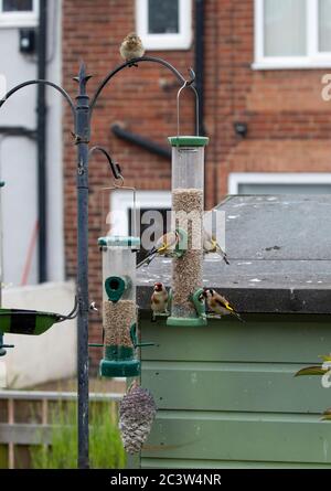 Jungtiere Goldfinken auf Vogelftterstation Stockfoto