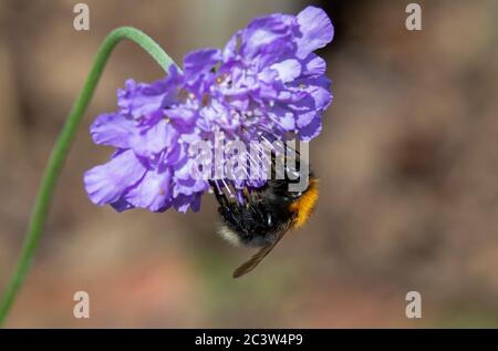 Baum Bumblebee auf Scabious Blume Stockfoto
