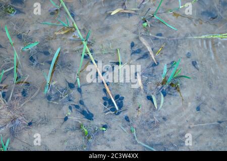 Kaulquappen schwimmen im flachen Teich Stockfoto