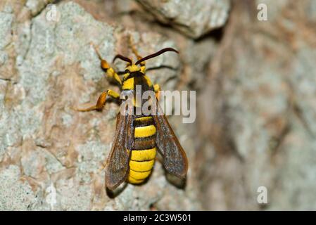 Hornet Moth (Sesia apiformis), die auf einem Baumstamm ruht Stockfoto