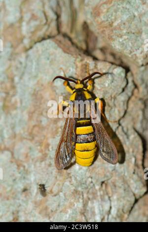 Hornet Moth (Sesia apiformis), die auf einem Baumstamm ruht Stockfoto