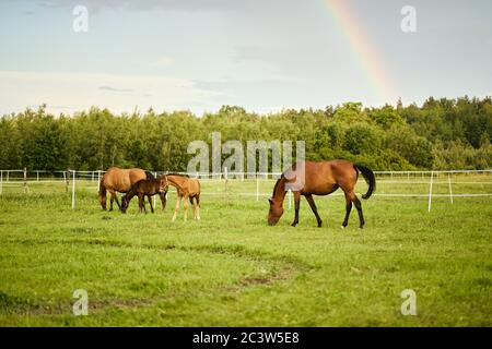 Schöne Pferde auf einer Wiese im Sommer Stockfoto