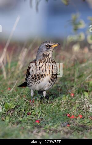 Ein Rotflügel (Turdus iliacus) ernährt sich von Beeren in Nordwales, Großbritannien. Stockfoto