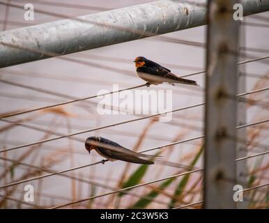 Zwei Vögel, die auf einem Drahtzaun mit Schilf im Vordergrund ruhen Stockfoto