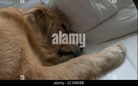 Ein goldener Retriever, der schnell auf einem Kingsize-Bett schläft. Sein weicher, wüstiger Kopf auf einem weichen Kissen, so dass er einen guten Schlaf bekommen kann, um von der Natur zu träumen Stockfoto