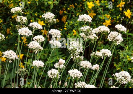 Kräuter Knoblauch Schnittlauch Allium tuberosum, Hypericum Strauch Kräuter Garten Stockfoto