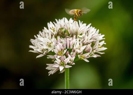 Biene, die über die Knoblauchlauch-Blume fliegt Allium tuberosum-Blume aus nächster Nähe Stockfoto