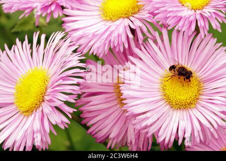 Schwebfliegen auf rosa Blume Erigeron Rosa Juwel Stockfoto