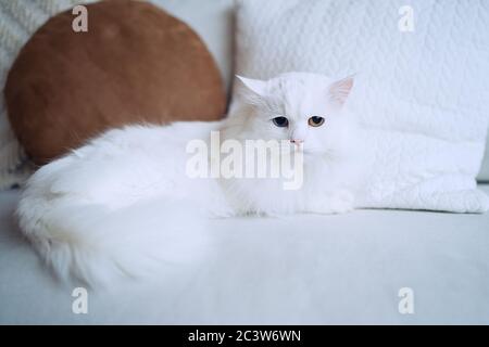 Weiße Katze mit verschiedenen Augen auf einem Sofa im Wohnzimmer liegend Stockfoto