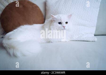 Weiße Katze mit verschiedenen Augen auf einem Sofa im Wohnzimmer liegend Stockfoto