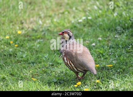 Rotbeinige Rebhuhn, (Alectoris rufa), in a Garden Environment, Teesdale, County Durham, Großbritannien Stockfoto