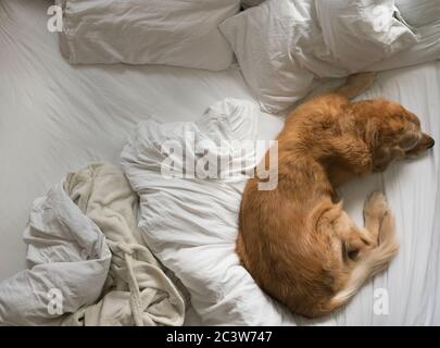 Ein goldener Retriever, genannt Womball, schläft schnell auf einem Kingsize-Bett. Träumen von Gerüchen, Schlamm, Wasser und Abenteurern der Wanderung im Freien. Stockfoto