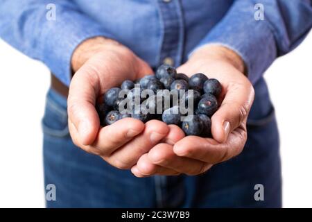 Nahaufnahme Studio Shot Of Mature Man Hält Frische Heidelbeeren Stockfoto