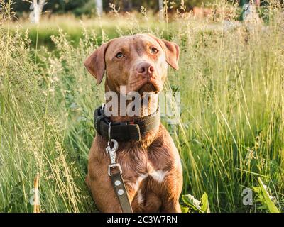 Liebenswerte, hübsche Welpen von Schokolade Farbe. Nahaufnahme Stockfoto