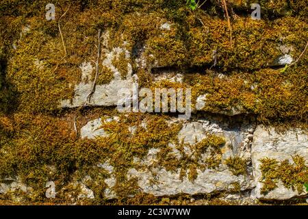 Trockene Moos und Efeu bedeckende Natursteinwand für Hintergrund oder Tapete Stockfoto