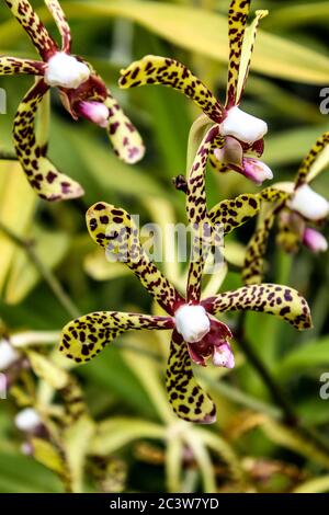 Orchidee gesprenkelt Stockfoto