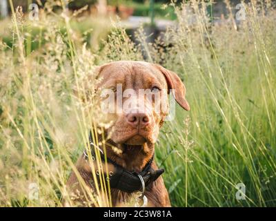 Liebenswerte, hübsche Welpen von Schokolade Farbe. Nahaufnahme Stockfoto