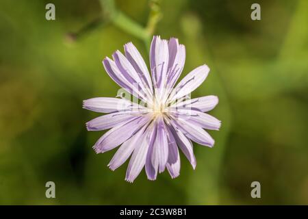 Lactuca perennis, Bergsalat Stockfoto