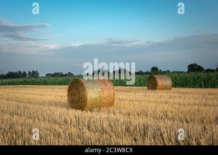 Runde Heuballen in Stoppeln, Blick auf den Sommerabend Stockfoto